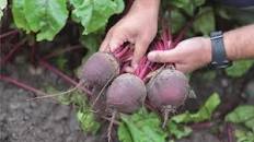 Свекла Фойер кигель  3гр